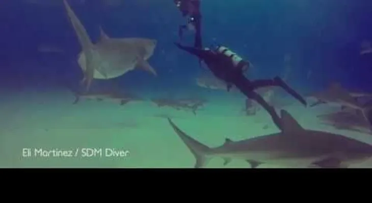 Un instructor salva a su alumno de un tiburón (+Video)