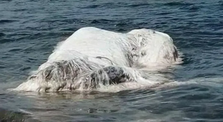 Qué era en realidad la misteriosa criatura gigante que apareció en una playa en las Filipinas