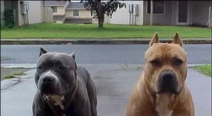 Perros matan a mordidas a un niño de 5 años en casa de un amigo enTexas