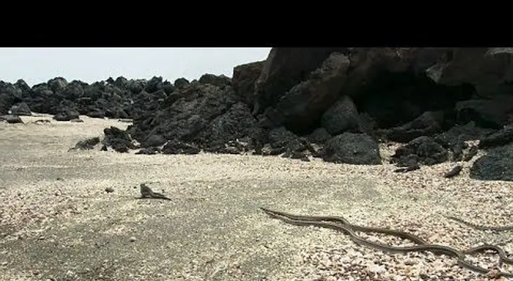 FUERTES IMÁGENES: un dramático ataque de una decena de serpientes a una iguana
