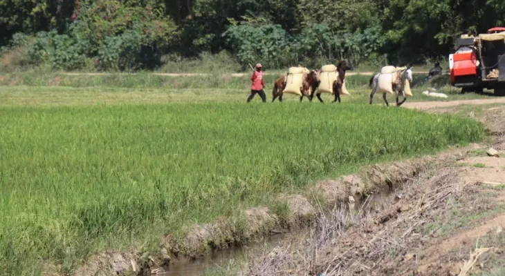 USDA reconoce que RD reduce brecha de competitividad en producción de arroz