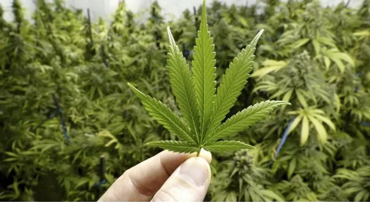 Bomberos NY acuden a llamado de incendio y encuentran 170 libras marihuana
