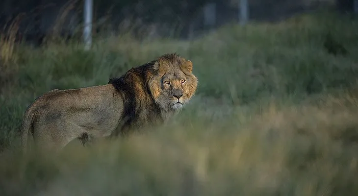 Descubren una misteriosa y desconocida población de leones en Etiopía