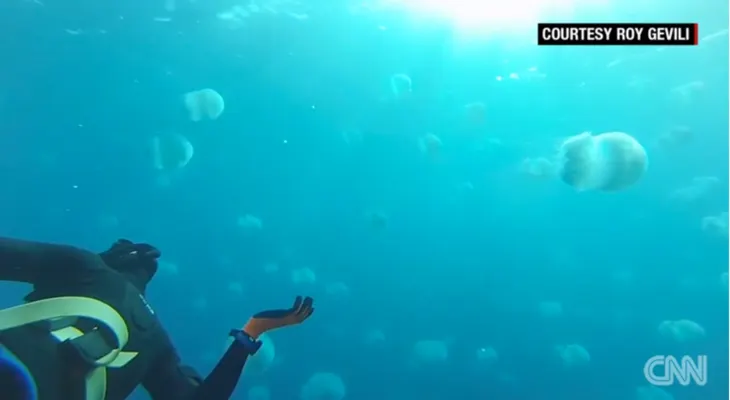 Medusas invaden peligrosamente desde el mar Rojo aguas del mar Mediterráneo