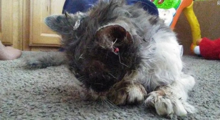 Alguien torturó a un pobre gato con pegamento caliente y ofrecen recompensa por encontrarlo