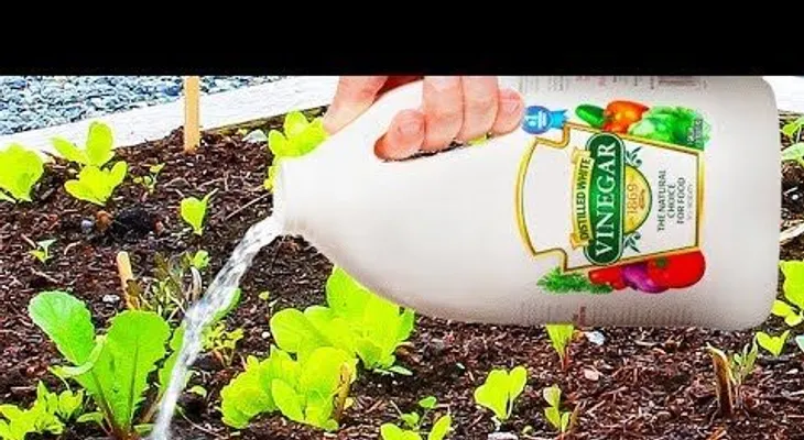 Usa vinagres con tus plantas y sucederá esto