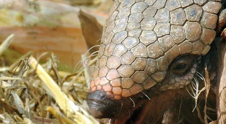 Descubrieron en Chile un armadillo con cuernos de hace 11 millones de años