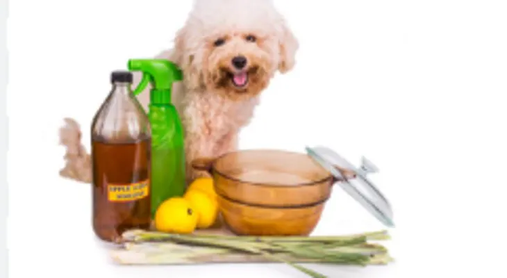 Remedios caseros para combatir garrapatas de tu perro