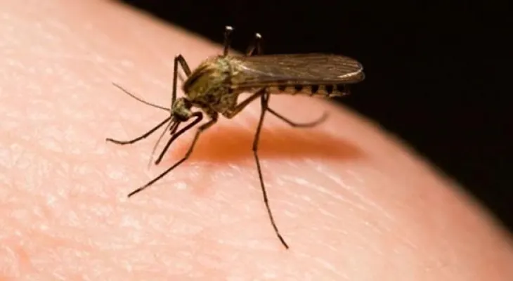 Reportan extensión histórica de la malaria en Venezuela