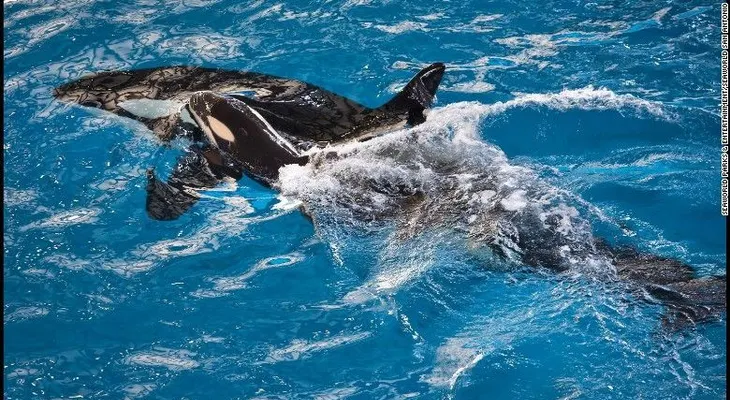 Muere la última orca nacida en cautiverio