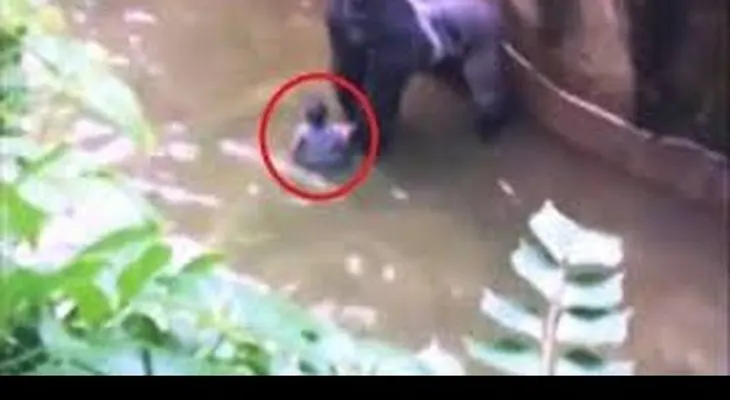 Matan a un gorila para salvar a un niño