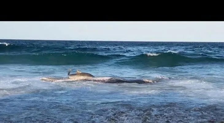 Un gigante  tiburón tigre se tumba en la playa para comer