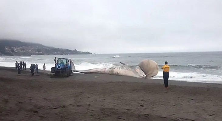 Una ballena con un extraño bulto en Chile, siembra desconcierto (VIDEO)