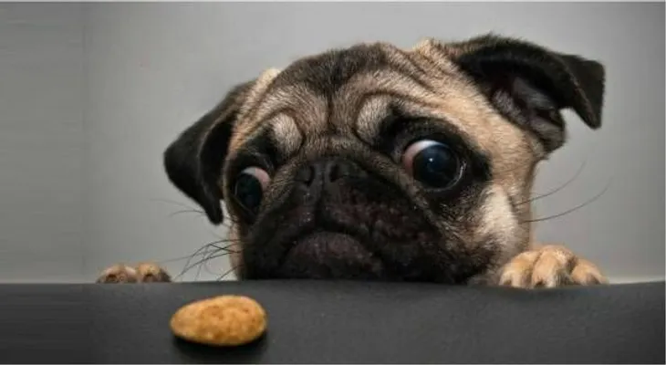 Tips para escoger la comida de tu mascota