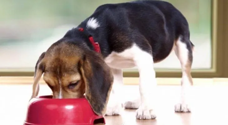 Las claves para cuidar a las mascotas en Navidad