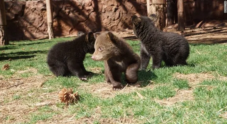 Los acusan de matar ilegalmente a una familia de osos y encubrir su crimenâ?¦ no sabían que había cámaras grabando