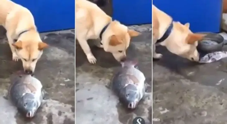 Video: Este perro intentó revivir a unos peces salpicándolos con agua