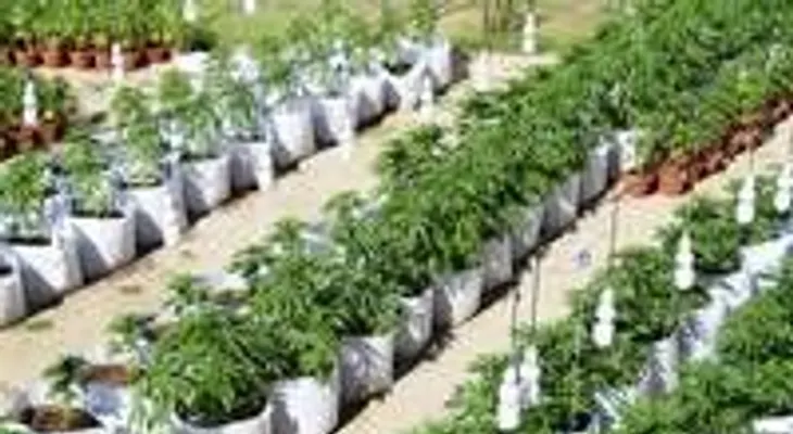 Chile: la mujer que quiere salvar su vida con el cannabis