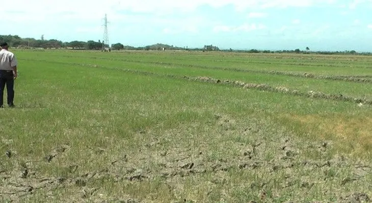 Gobierno evalúa la situación de arroceros y ganaderos en LN