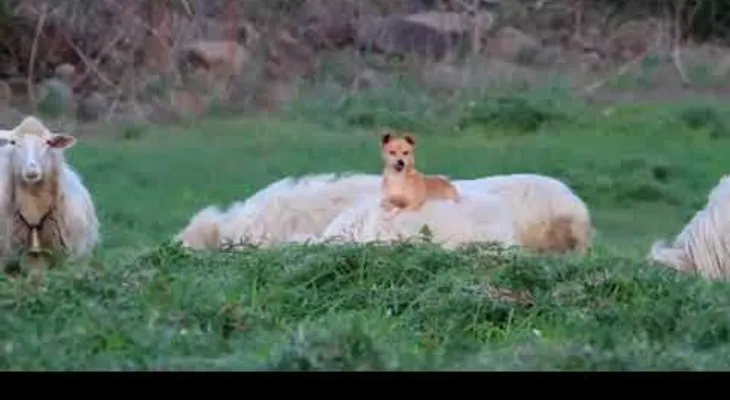 El perro cuidando ovejas pone a todos a llorar de risa