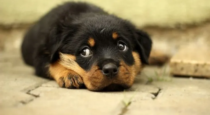 Si eres amante de los perros no deberías acariciarlo en la cabeza
