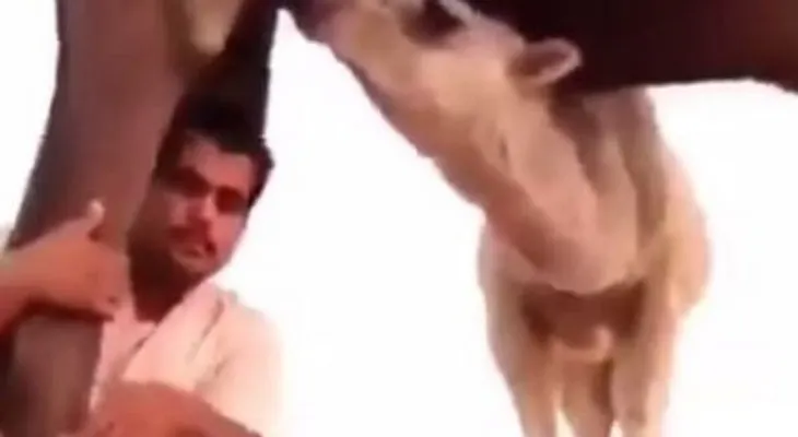 Terrible final por tomar 'selfie' bajo un camello (video)