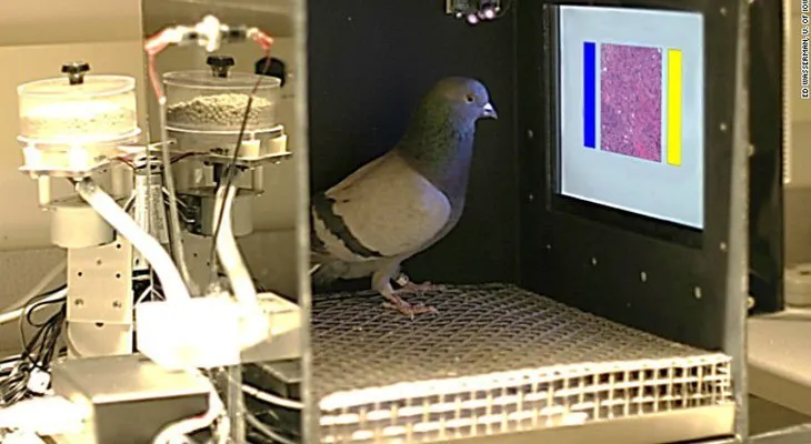 Palomas, ¿el próximo detector del cáncer?