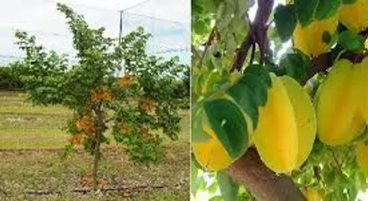 La carambola; fruta exótica; efectiva para el dolor de cabeza, el insominio, la diabetes, las náuseas y la tos