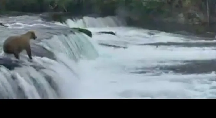 Por algo dicen que madre, es madre: Una osa rescata a sus cachorros en una caudalosa cascada (VIDEO)