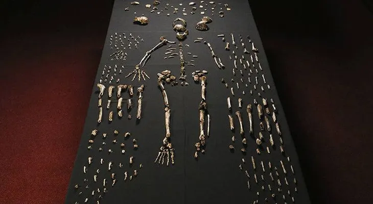 Descubren una especie humana desconocida hasta la fecha: Homo naledi