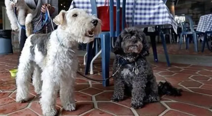 Perros de NY podrán comer en restaurantes
