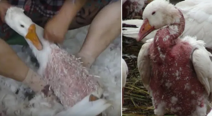 Rompen sus alas para arrancarles las plumas y hacer abrigos y edredones. No compres crueldad