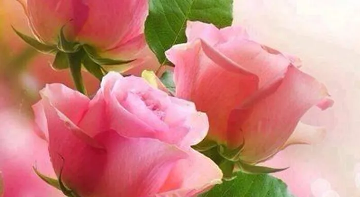 Rosas para el alma: ¡Debajo del Sol!