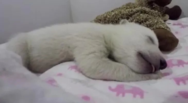El video de un oso polar durmiendo enternece a miles en redes sociales