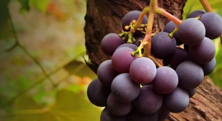 5 razones para comer uvas