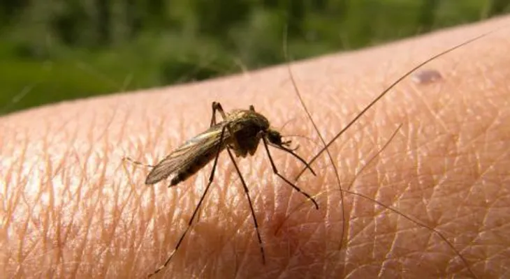 Más de 180 científicos acelerarán investigaciones para erradicar la malaria 