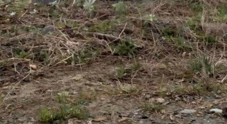 Este perrito perdió la confianza en los humanos, pero fue rescatado por una chica ¡de manera sorprendente!