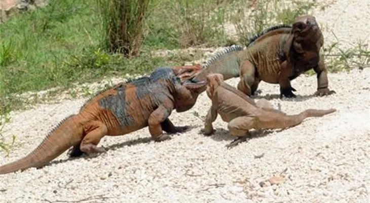 Refugio de iguanas en el Este