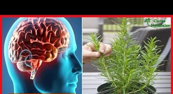 Estas cuatro plantas poderosas protegen el cerebro del alzheimer, depresión y la ansiedad