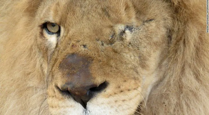33 leones rescatados de circos en Perú y Colombia tendrán nuevo hogar en África