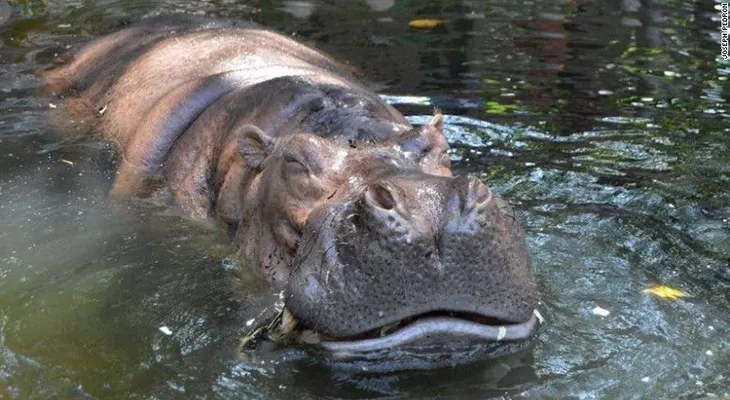 Muere Reina Bertha, la hipopótamo en cautiverio más vieja del mundo