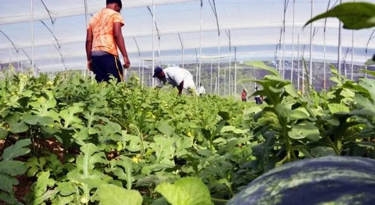 Agricultura paga más de RD$ 29 MM a productores de invernaderos