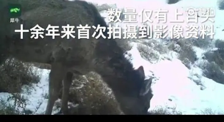 Un misterioso animal, mitad caballo, mitad ciervo