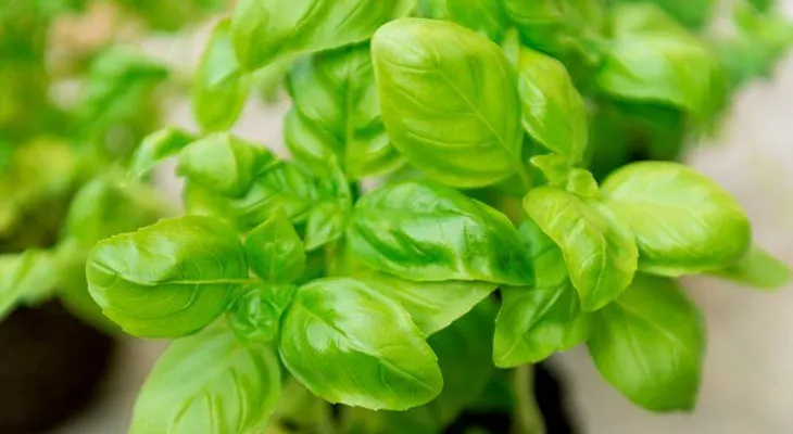 Este es el mejor antibiótico y antioxidante, limpia arterias para el colesterol y otras enfermedades