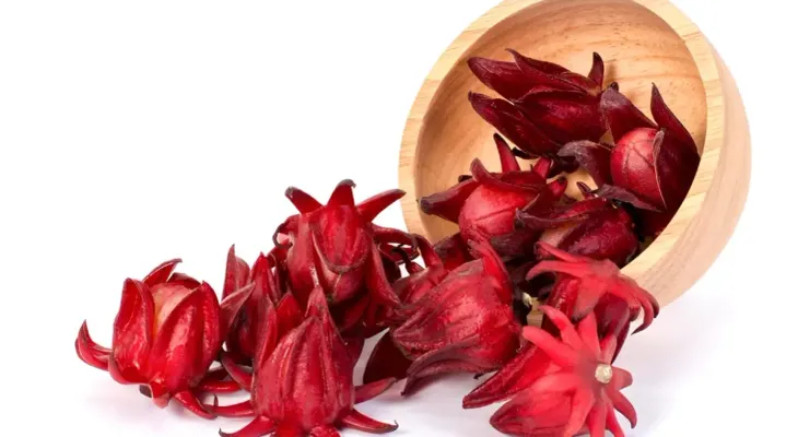 La flor de Jamaica: origen, características y aprovechamiento gastronómico e industrial