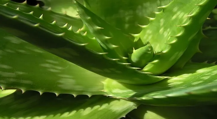 Notarás en seguida los cambios en tu salud con esta planta; veamos sus increíbles beneficios 