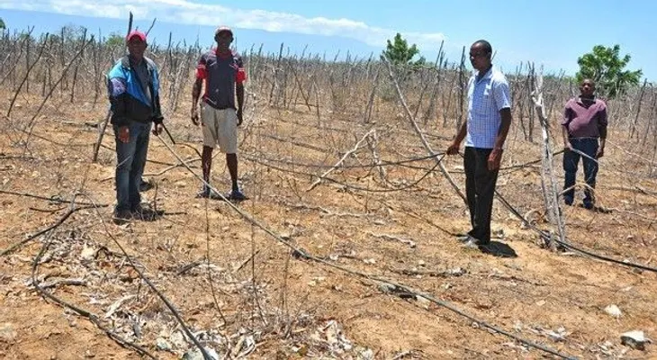 Pocos rubros del agro se salvan de efectos de sequía
