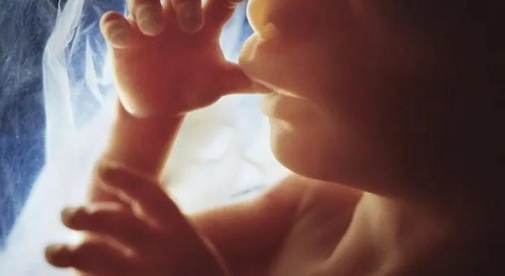 19 fotografías del desarrollo de un bebé en el vientre materno?