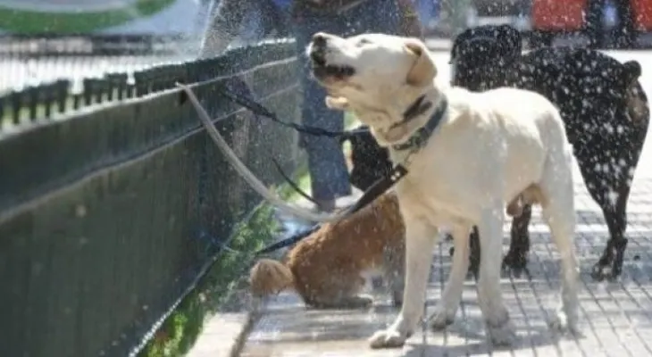 Alerta perros: cómo evitar un golpe de calor.