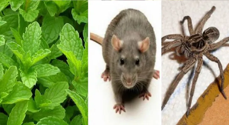Una planta que hará desaparecer cucarachas, ratones, arañas y otros insectos de la casa...